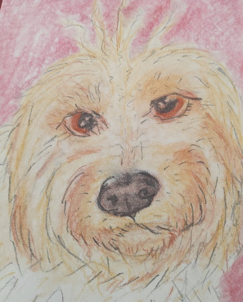 Daisy